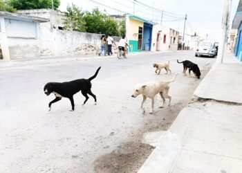 Los perros no llegaron solos: ¿qué estamos haciendo para frenar esta crisis?