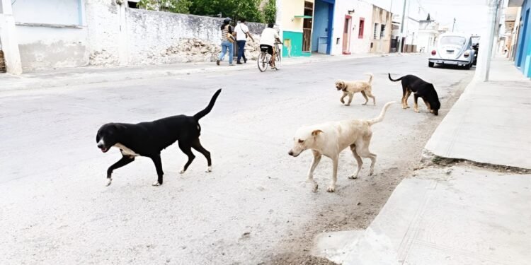 Los perros no llegaron solos: ¿qué estamos haciendo para frenar esta crisis?