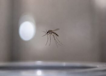 ¡Como de ciencia ficción! Científicos de la UNAM logran atrapar insectos con sonido