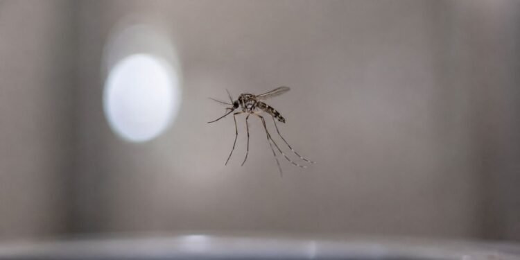 ¡Como de ciencia ficción! Científicos de la UNAM logran atrapar insectos con sonido