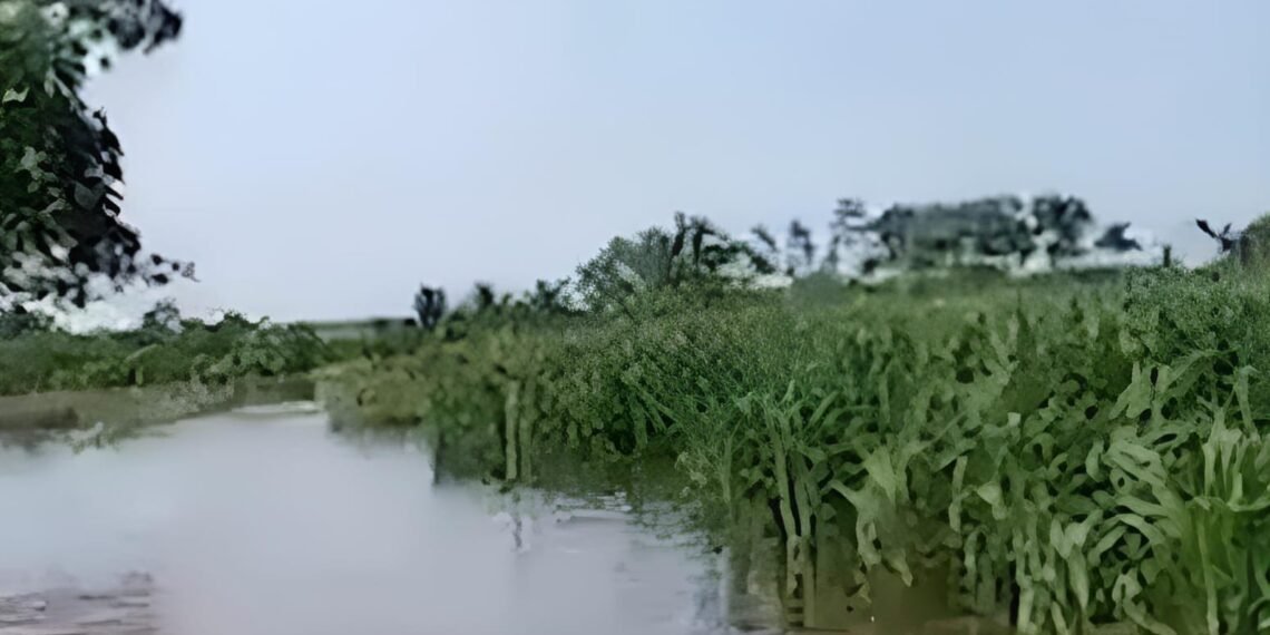 Lluvias dejan primeras pérdidas en el campo yucateco; a esto asciende el daño