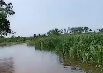 Lluvias dejan primeras pérdidas en el campo yucateco; a esto asciende el daño