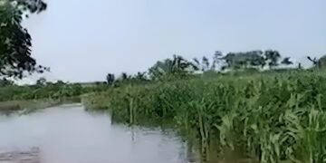 Lluvias dejan primeras pérdidas en el campo yucateco; a esto asciende el daño
