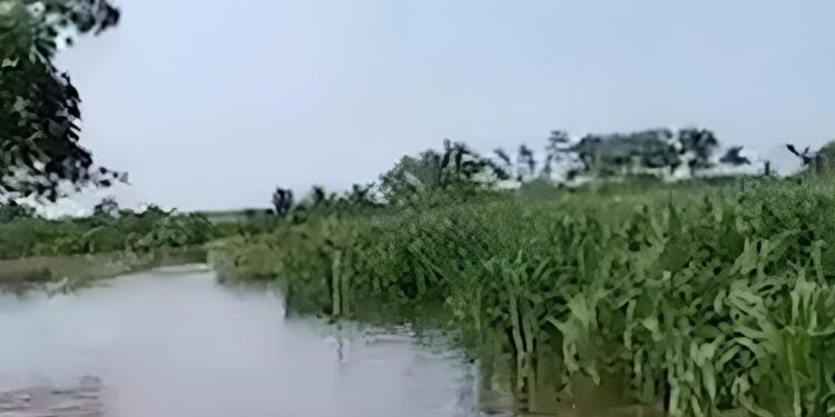 Lluvias dejan primeras pérdidas en el campo yucateco; a esto asciende el daño