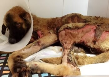 ¿Compartes videos de maltrato animal? Sin denuncia, los agresores siguen libres