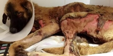 ¿Compartes videos de maltrato animal? Sin denuncia, los agresores siguen libres