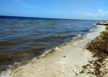 ¿Marea roja a la vista? Yucatán despliega su escudo preventivo