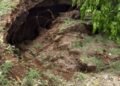 ¡Socavón! Un árbol terminó tragado por la tierra