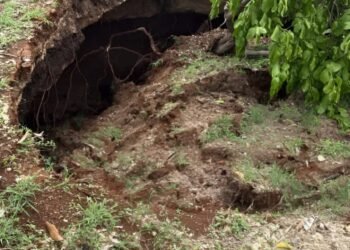 ¡Socavón! Un árbol terminó tragado por la tierra
