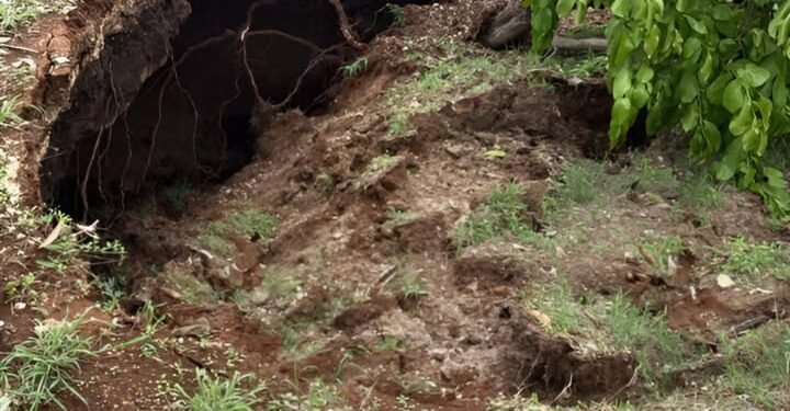¡Socavón! Un árbol terminó tragado por la tierra