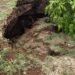 ¡Socavón! Un árbol terminó tragado por la tierra
