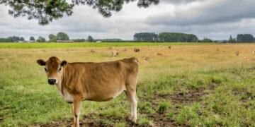 Reaparece el gusano barrenador en Texas; activan cuarentena