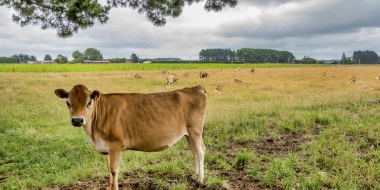 Reaparece el gusano barrenador en Texas; activan cuarentena