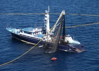 Abren la temporada de tiburón en el Golfo: ¿cuánto tiempo durará?
