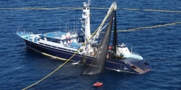 Abren la temporada de tiburón en el Golfo: ¿cuánto tiempo durará?