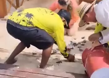 Sisal en alerta: denuncian que desarrollo inmobiliario afecta a la tortuga carey