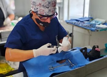 Julio será el Mes del Bienestar Animal; preparan jornada de esterilización