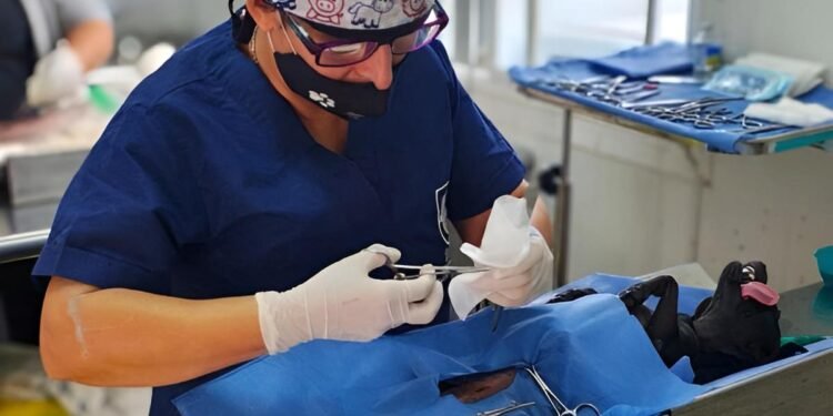 Julio será el Mes del Bienestar Animal; preparan jornada de esterilización