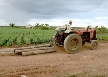 ¿Qué pasa con las milpas de Yucatán? Advierten riesgos por agroquímicos