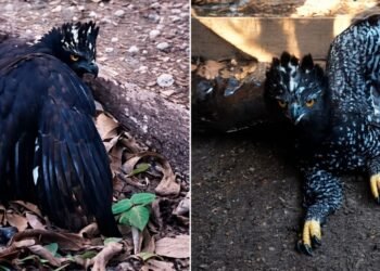 Histórico registro en Sierra Gorda: detectan al Águila Tirana por primera vez