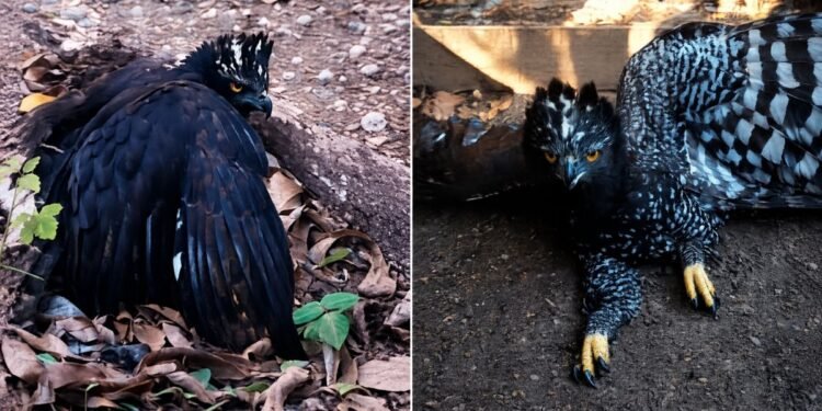 Histórico registro en Sierra Gorda: detectan al Águila Tirana por primera vez