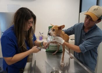 ¿De qué sirven las leyes? Rescate de 48 perros revive el debate sobre el maltrato animal
