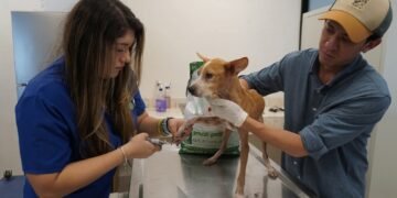 ¿De qué sirven las leyes? Rescate de 48 perros revive el debate sobre el maltrato animal