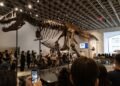 Del Cretácico a la élite: “Gus”, el dinosaurio más caro del mundo