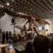 Del Cretácico a la élite: “Gus”, el dinosaurio más caro del mundo