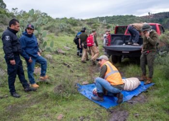 Drones, helicópteros y más de 80 rescatistas; así lograron capturar al tigre de bengala tras casi una semana