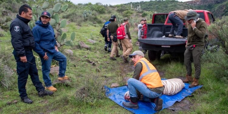 Drones, helicópteros y más de 80 rescatistas; así lograron capturar al tigre de bengala tras casi una semana