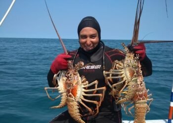  ¡Se levanta la veda! Arranca la temporada de langosta en Yucatán con altas expectativas
