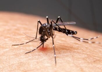 Crece el mapa del dengue en Yucatán; Izamal y Peto encienden las alertas