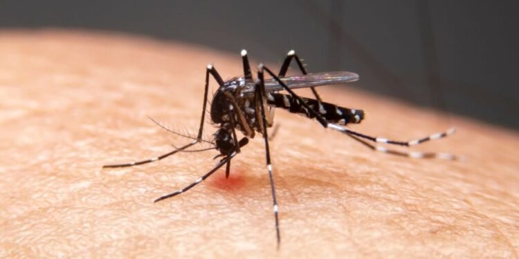 Crece el mapa del dengue en Yucatán; Izamal y Peto encienden las alertas