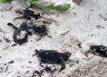 La naturaleza da una buena noticia en Yucatán; liberan más de 150 crías de tortuga en Sisal