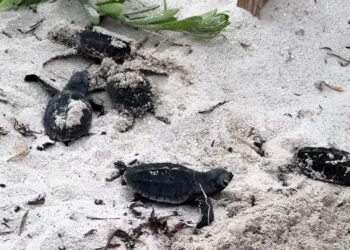 La naturaleza da una buena noticia en Yucatán; liberan más de 150 crías de tortuga en Sisal