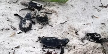 La naturaleza da una buena noticia en Yucatán; liberan más de 150 crías de tortuga en Sisal