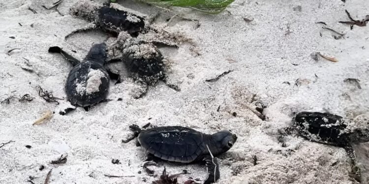 La naturaleza da una buena noticia en Yucatán; liberan más de 150 crías de tortuga en Sisal