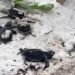 La naturaleza da una buena noticia en Yucatán; liberan más de 150 crías de tortuga en Sisal