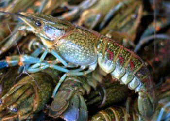 ¡Comienza agosto con cambios en la pesca! Estas especies entran en veda y estas ya podrán capturarse