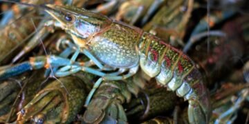 ¡Comienza agosto con cambios en la pesca! Estas especies entran en veda y estas ya podrán capturarse
