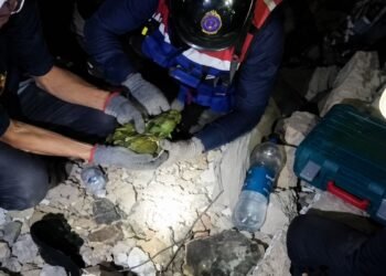 Un pequeño loro robó la atención en medio de la tragedia; así fue su rescate en Venezuela