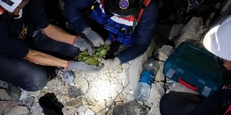 Un pequeño loro robó la atención en medio de la tragedia; así fue su rescate en Venezuela