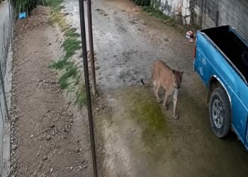 Video de un puma pone en alerta a Querétaro; activan operativo en la Sierra Gorda