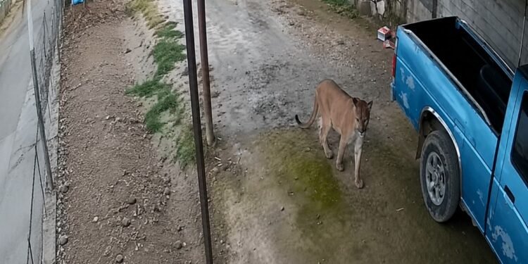 Video de un puma pone en alerta a Querétaro; activan operativo en la Sierra Gorda
