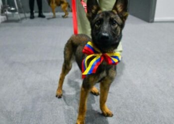 Tras los sismos, Venezuela agradece a México con una cachorra rescatista