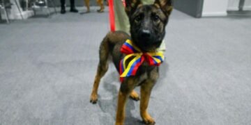 Tras los sismos, Venezuela agradece a México con una cachorra rescatista