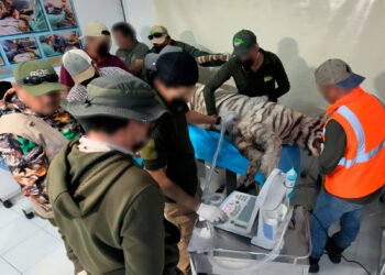 Muerte de Kenzo abre choque de versiones; Profepa clausura sitio y asociación de zoológicos cuestiona operativo