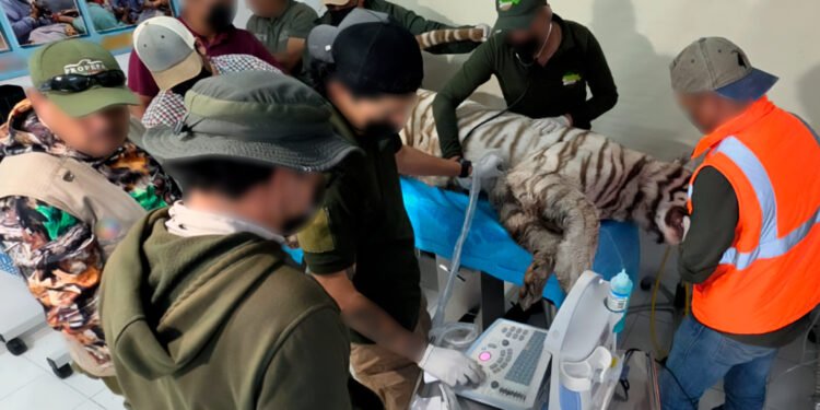 Muerte de Kenzo abre choque de versiones; Profepa clausura sitio y asociación de zoológicos cuestiona operativo