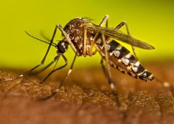 ¿Y si la vacuna fuera la clave? Esto debes saber ante el repunte del dengue